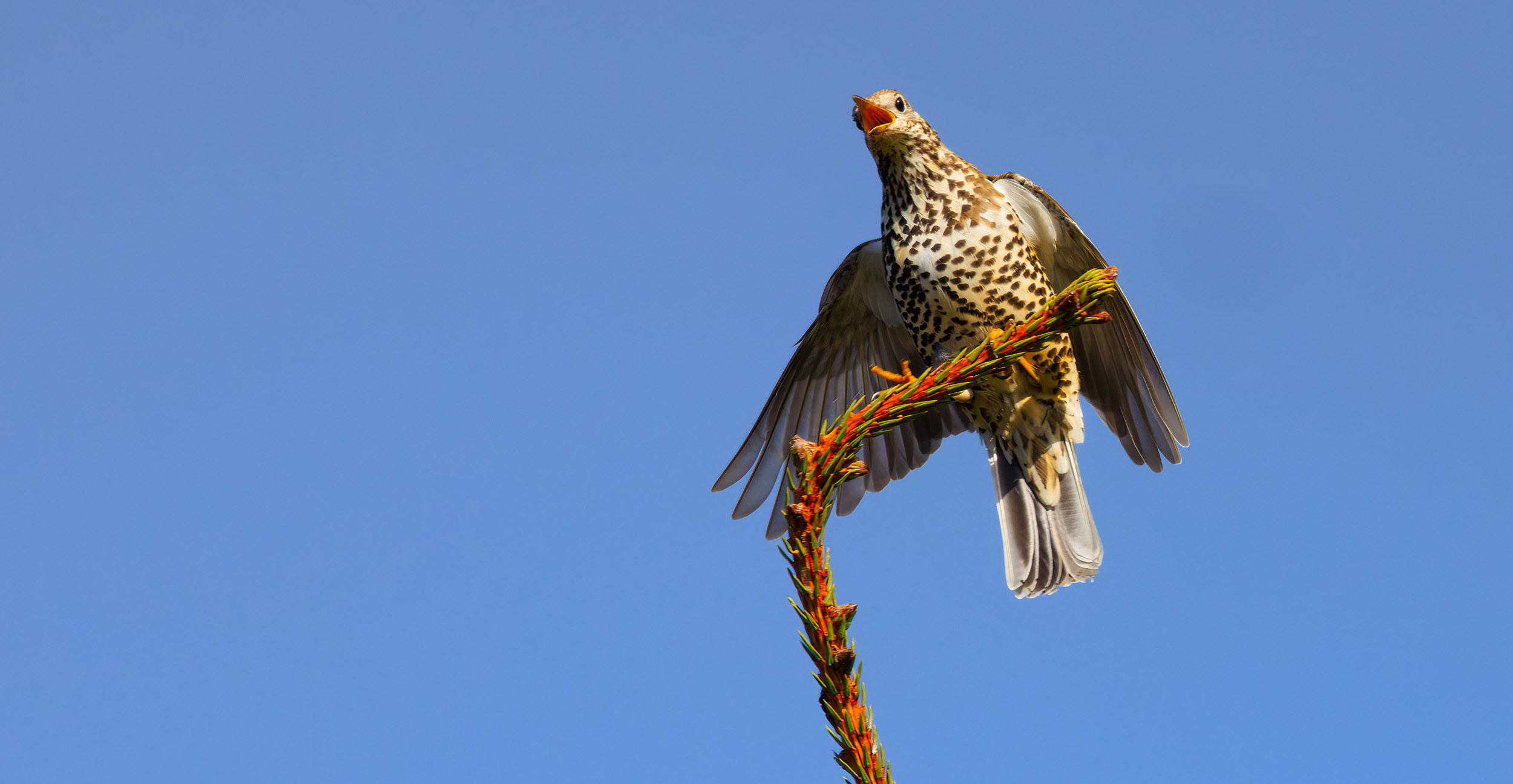 Turdus viscivorus mistle thrush territorial display